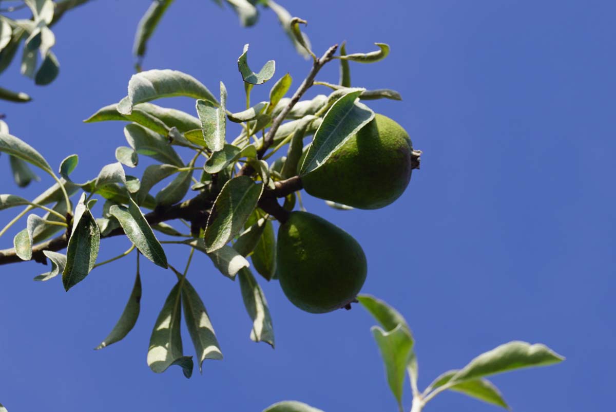Pyrus nivalis Tuinplanten