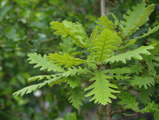 Quercus alba meerstammig / struik blad