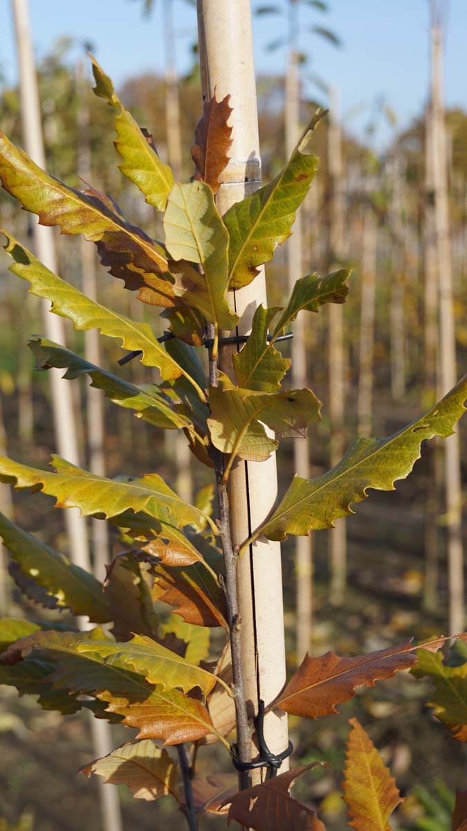 Quercus castaneifolia 'Green Spire' op stam herfstkleur