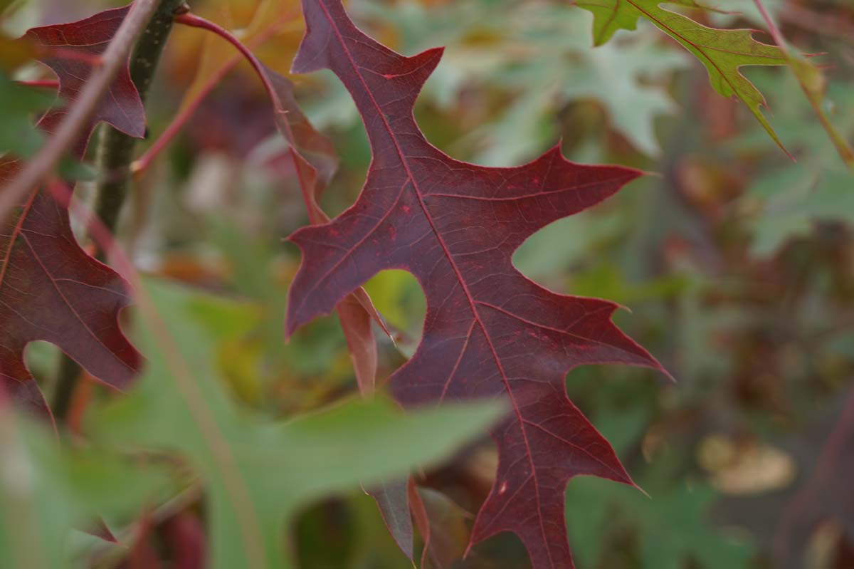 Quercus coccinea solitair herfstkleur