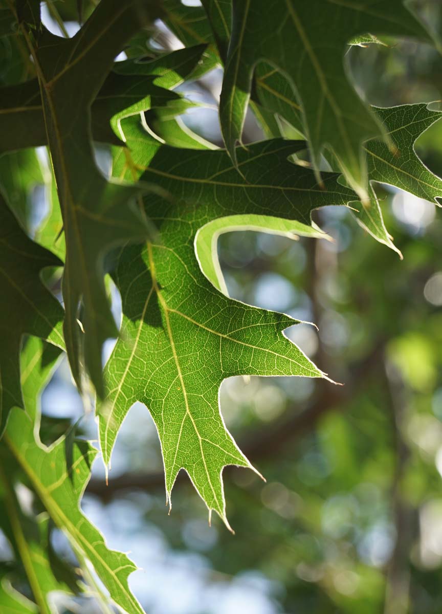 Quercus ellipsoidalis op stam