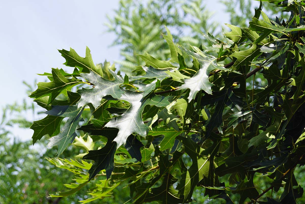 Quercus ellipsoidalis op stam