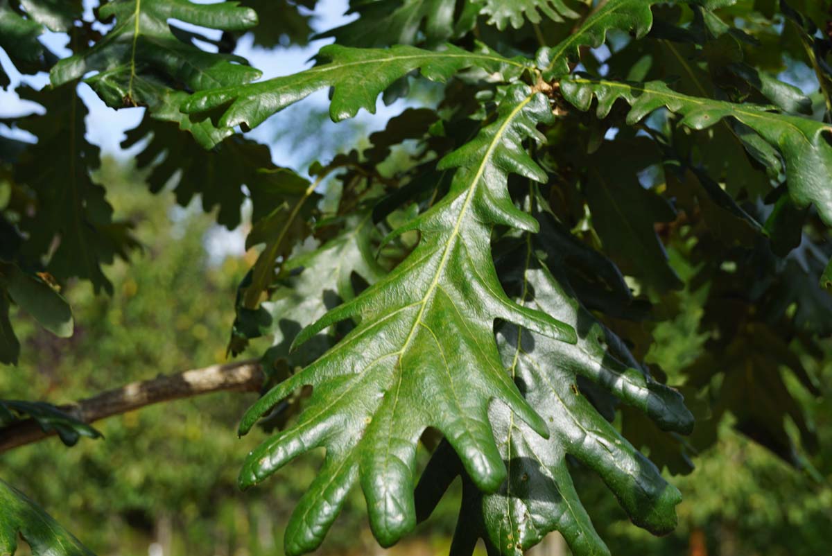 Quercus frainetto 'Trump' Tuinplanten blad