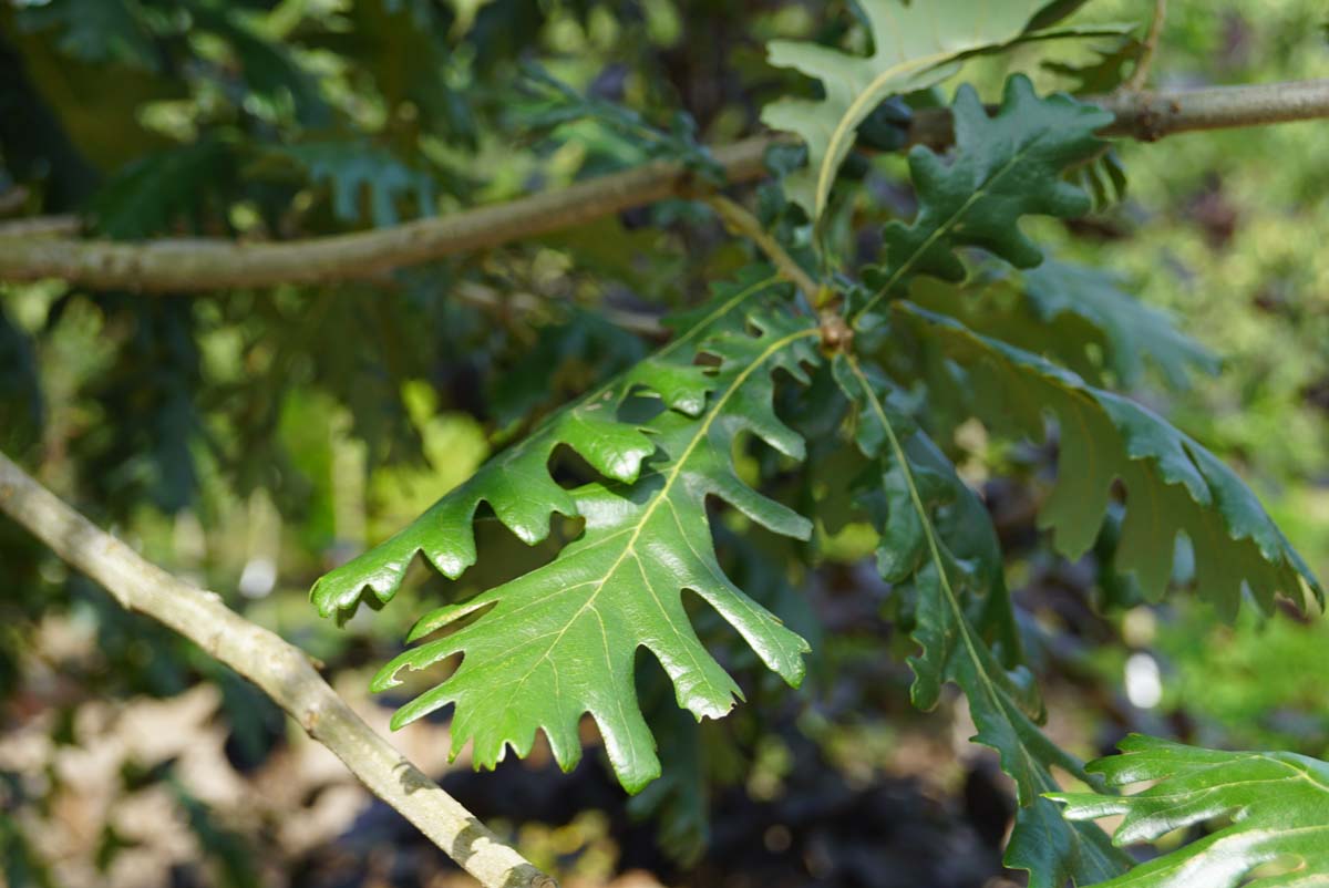 Quercus frainetto 'Trump' Tuinplanten blad