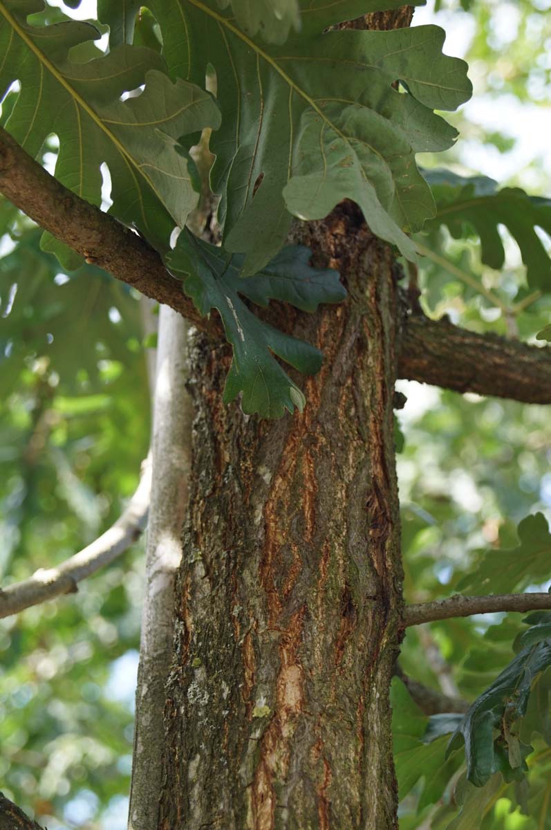 Quercus frainetto 'Trump' op stam