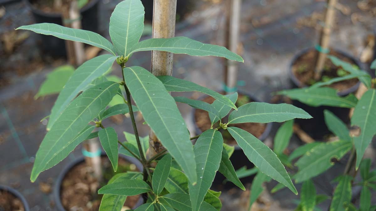 Quercus glauca meerstammig / struik blad