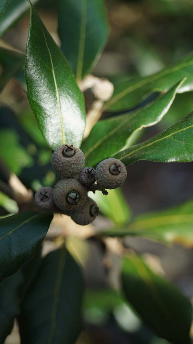 Quercus ilex op stam blad