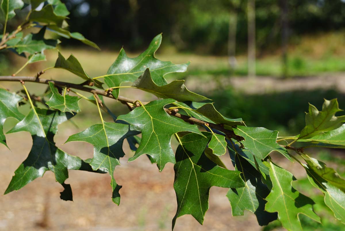 Quercus ilicifolia op stam
