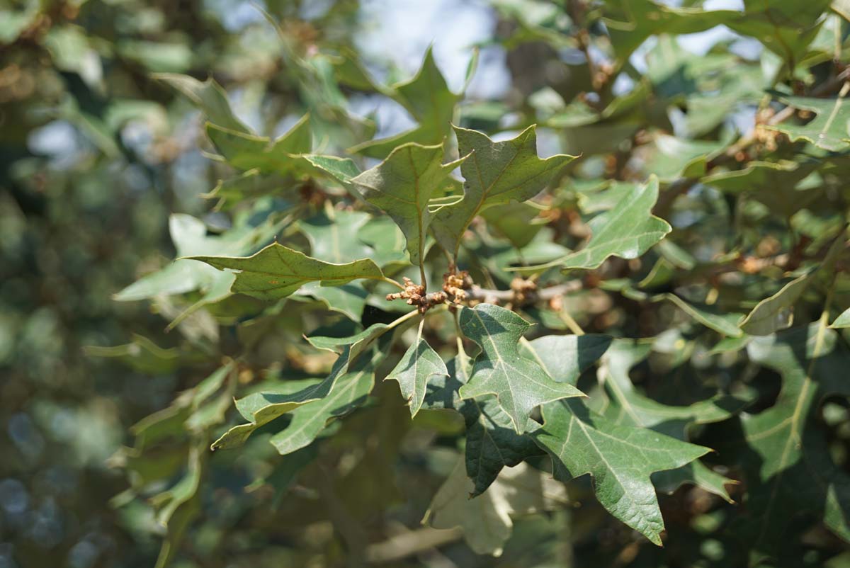Quercus ilicifolia op stam