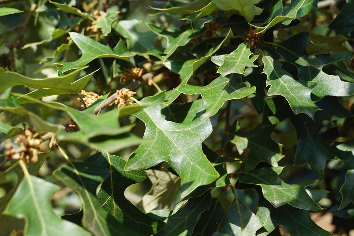 Quercus ilicifolia op stam