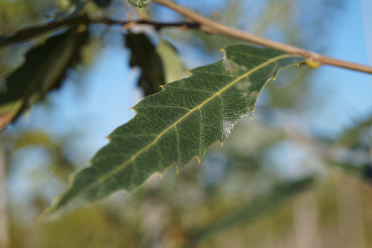 Quercus kewensis op stam