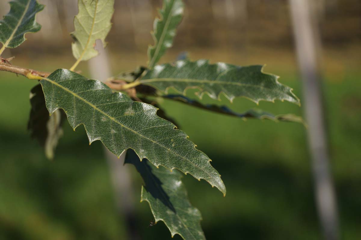 Quercus kewensis op stam