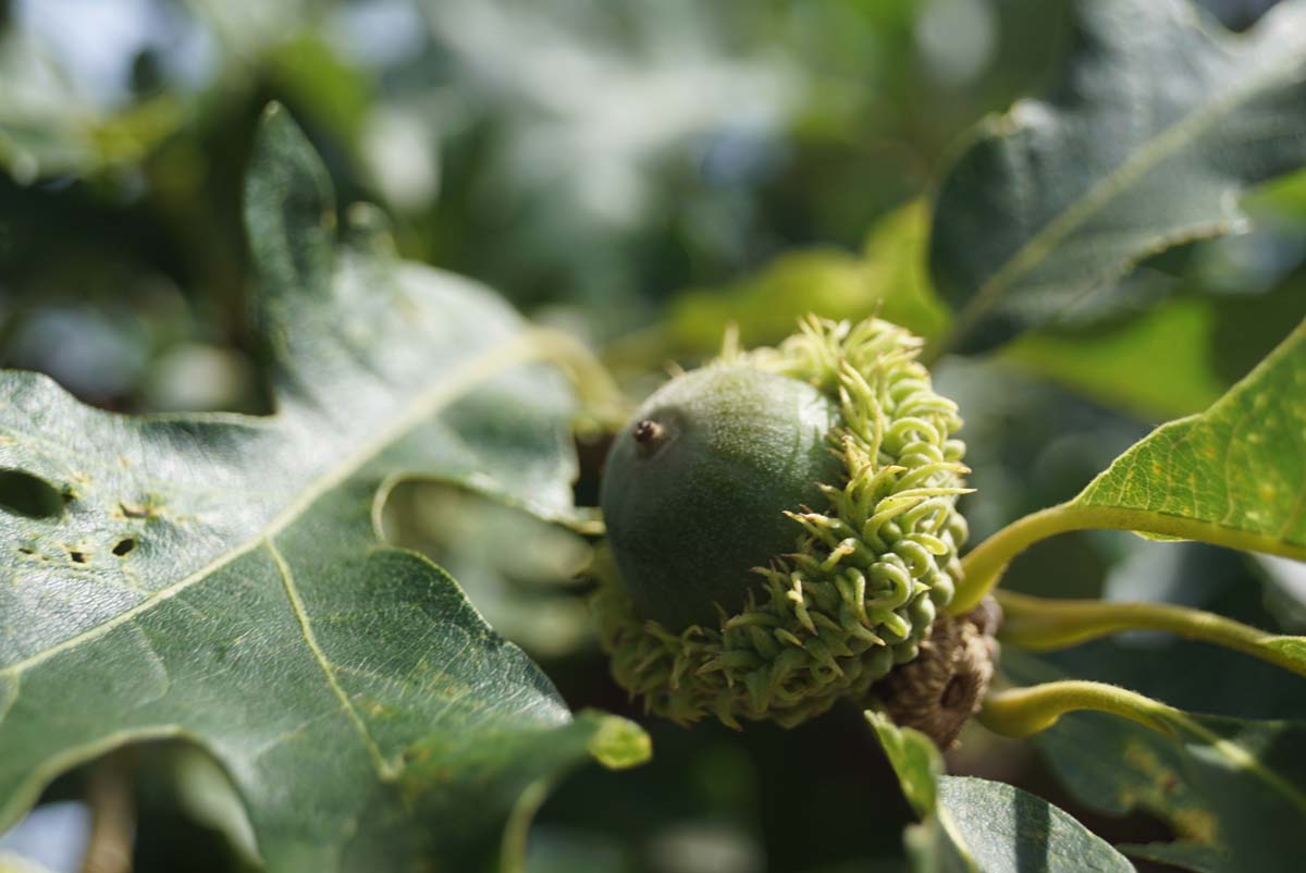 Quercus macrocarpa solitair