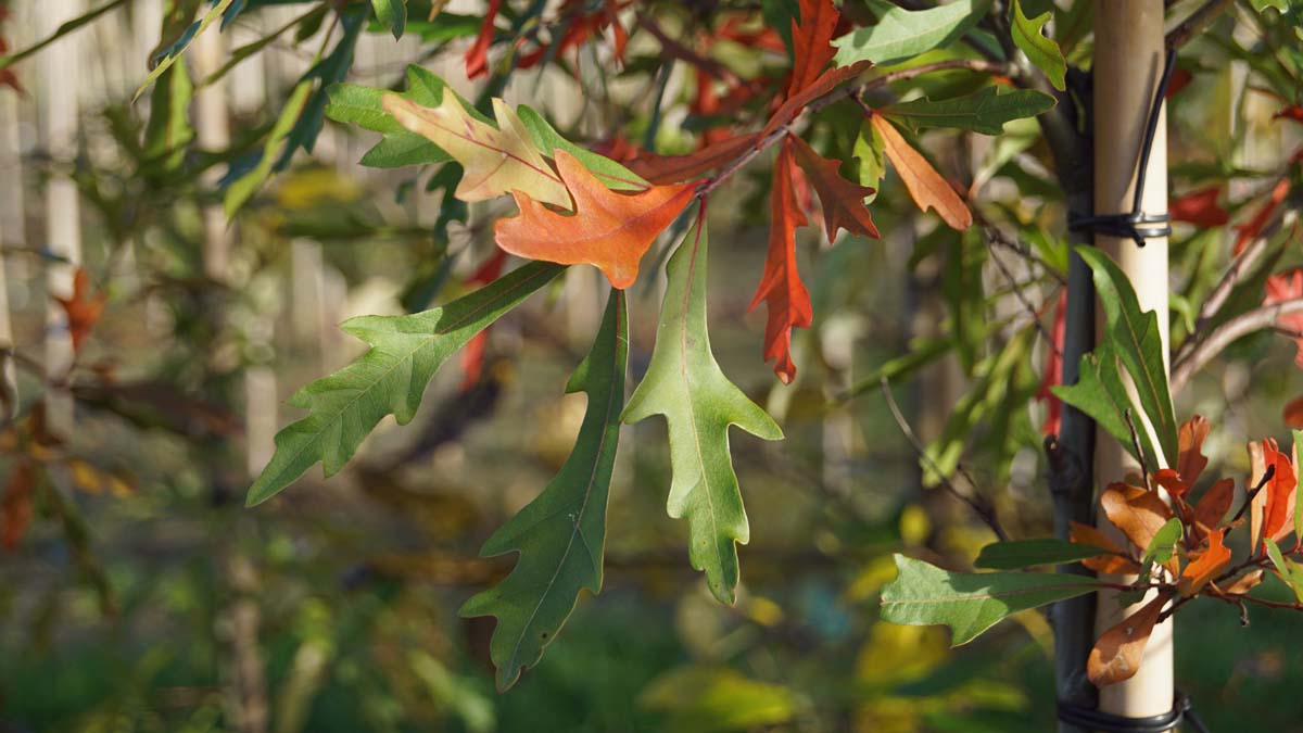 Quercus nigra op stam herfstkleur