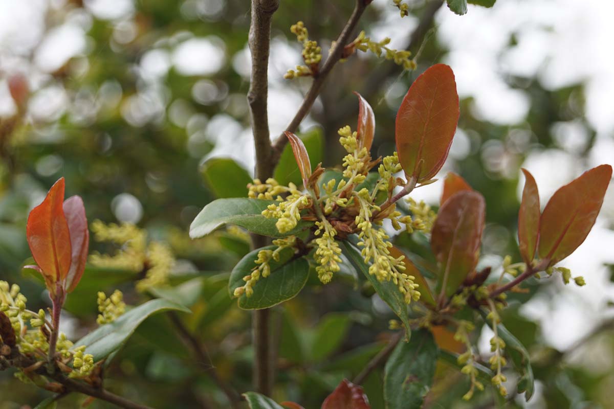 Quercus phillyreoides op stam bloem