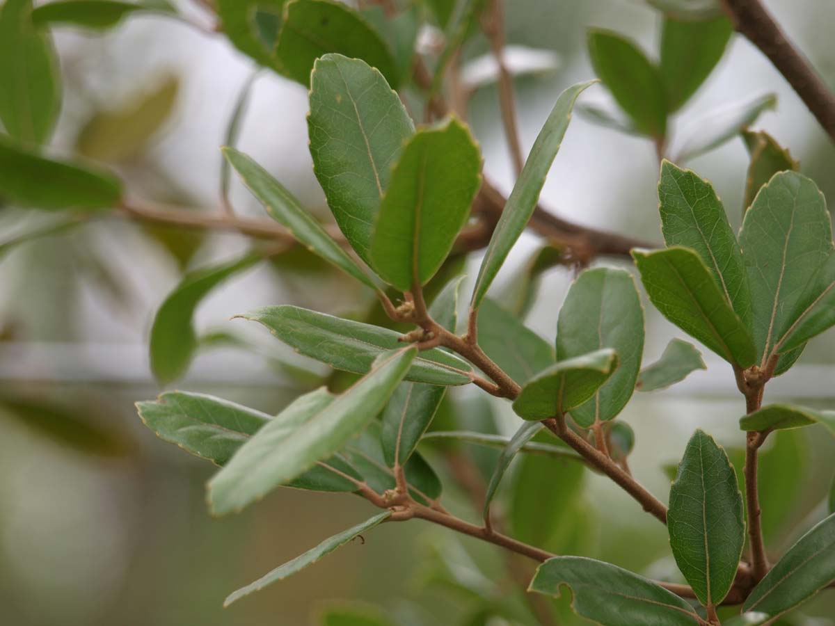 Quercus phillyreoides meerstammig / struik blad