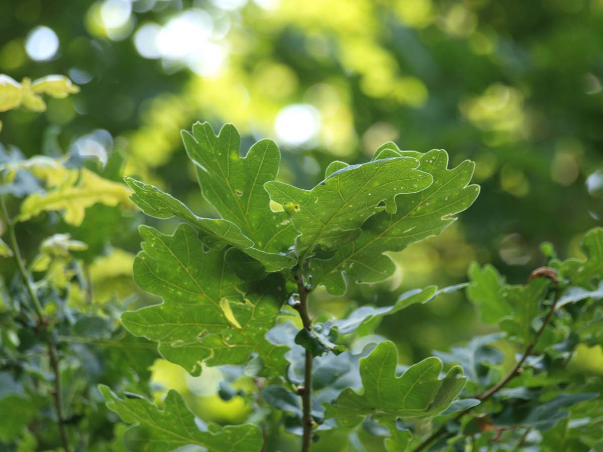 Quercus robur op stam blad