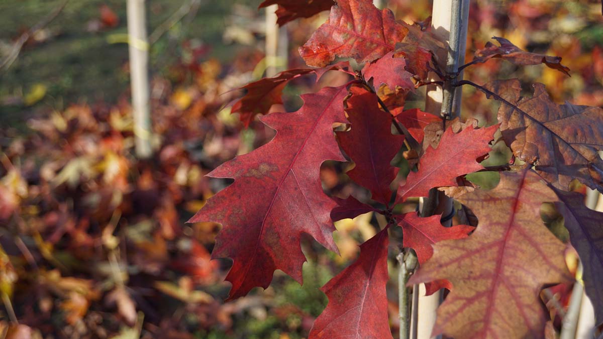 Quercus rubra 'Aurea' op stam herfstkleur