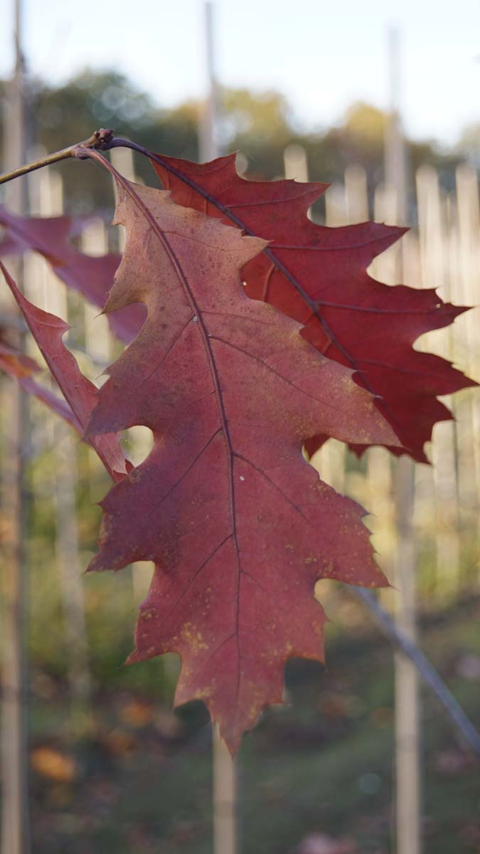 Quercus rubra 'Aurea' op stam herfstkleur