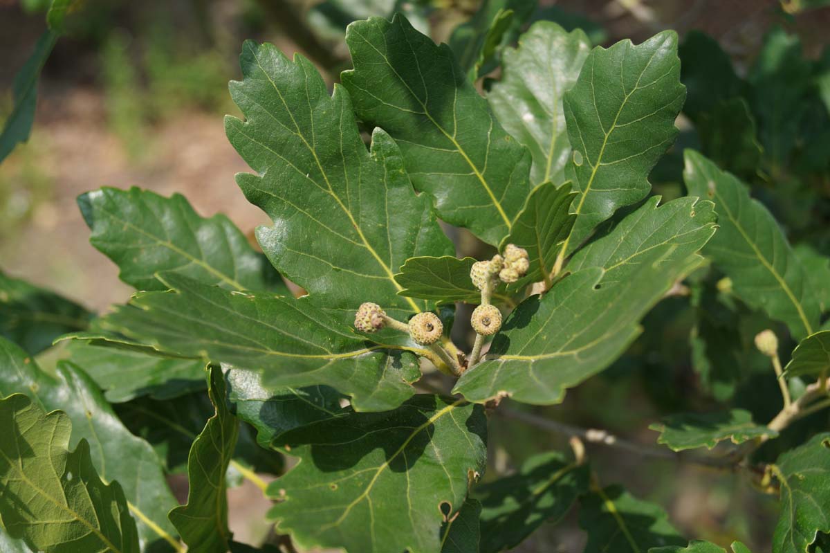Quercus turneri 'Pseudoturneri' op stam