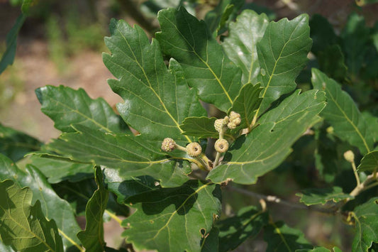 Quercus turneri 'Pseudoturneri' op stam