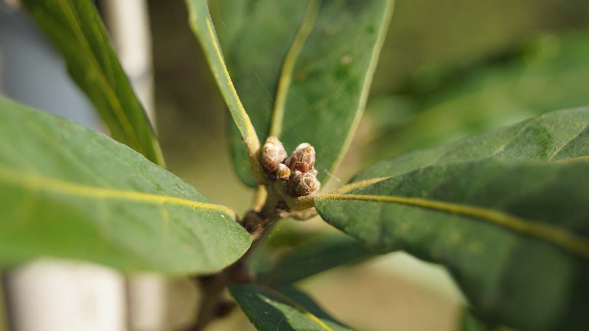 Quercus turneri 'Pseudoturneri' meerstammig / struik