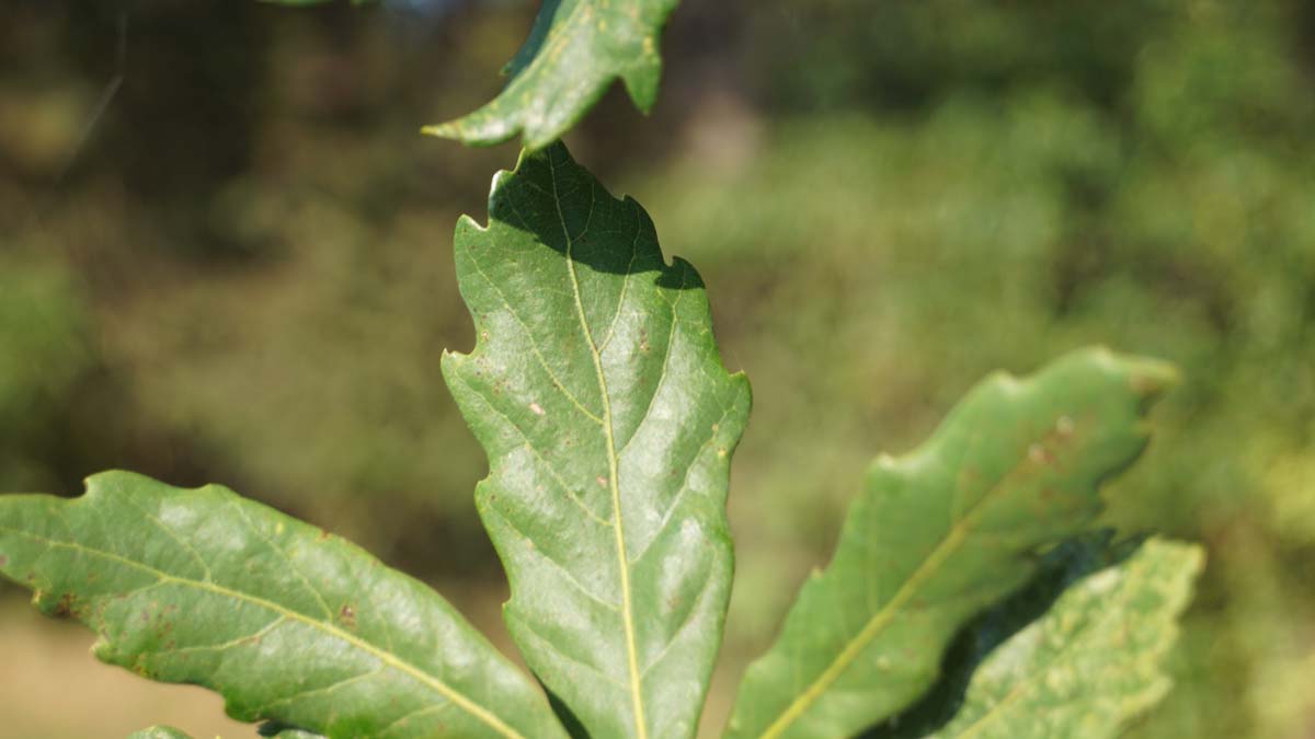 Quercus turneri 'Pseudoturneri' meerstammig / struik