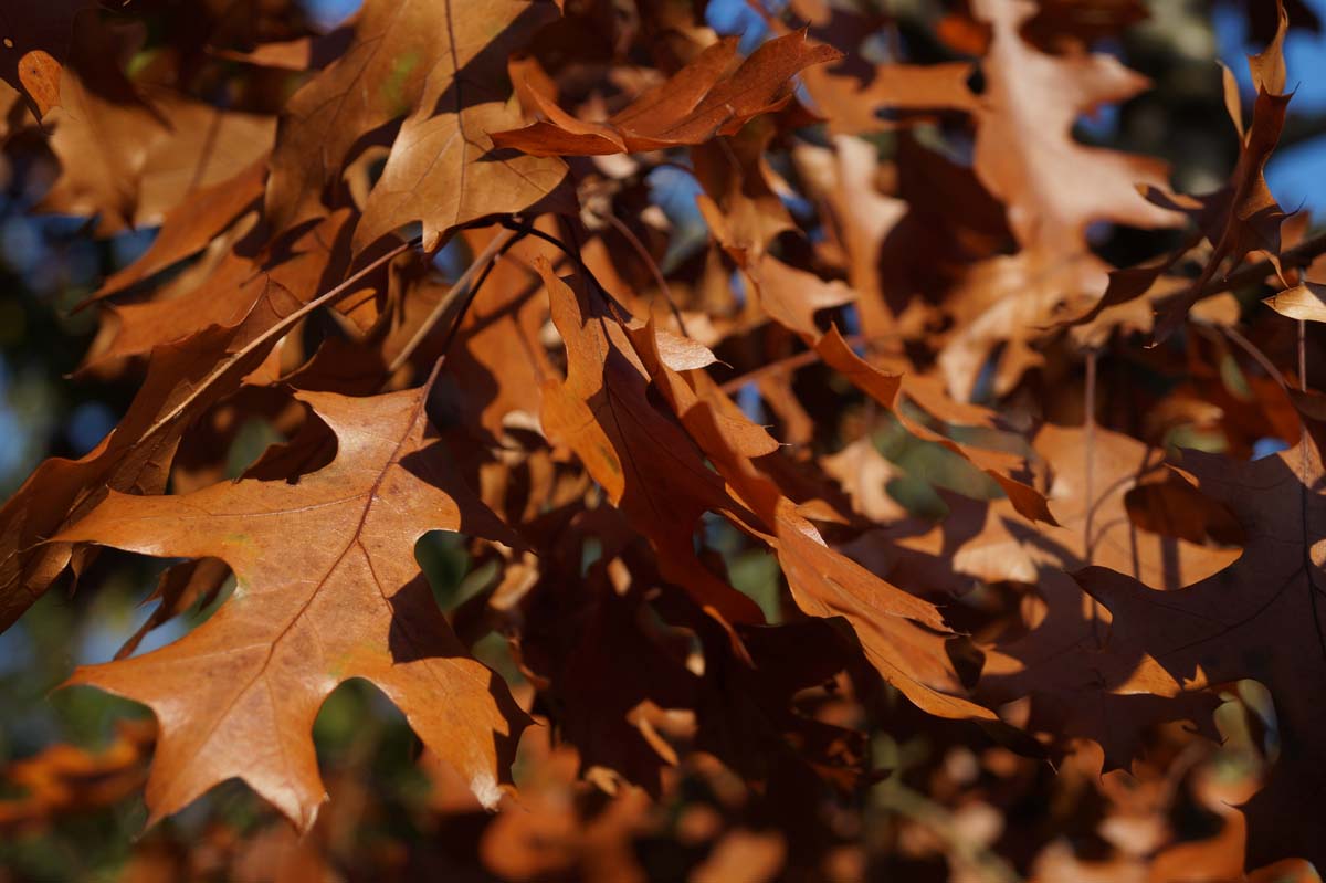 Quercus velutina meerstammig / struik hefrfstkleur