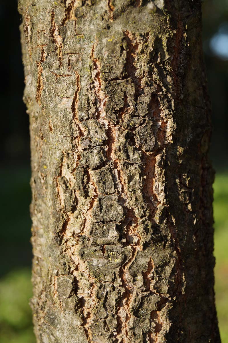 Quercus velutina meerstammig / struik bast