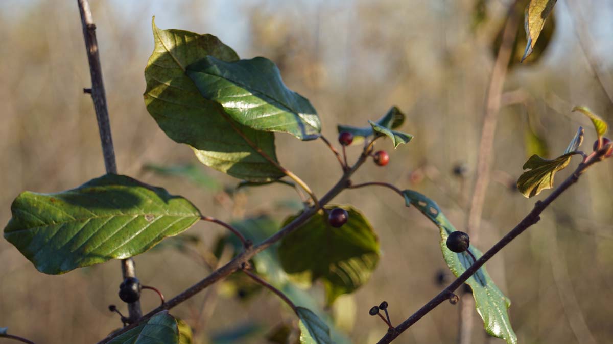 Frangula alnus solitair