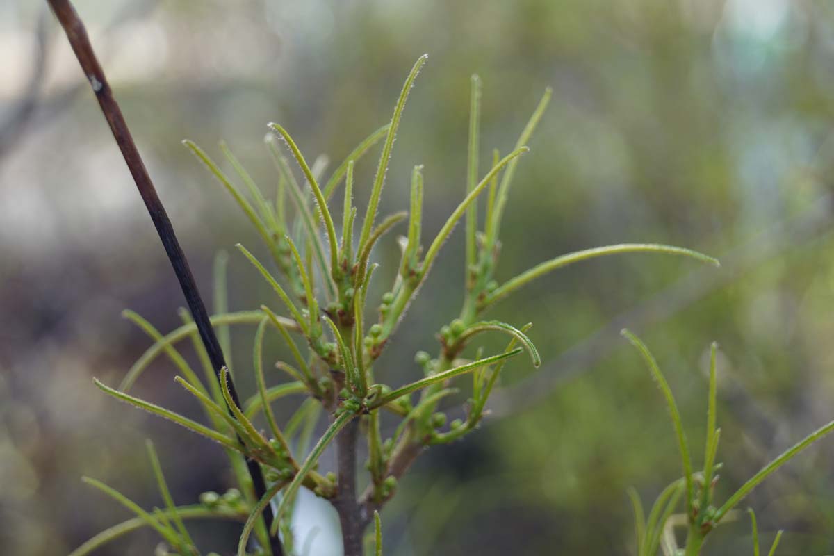 Frangula alnus 'Aspleniifolia' meerstammig / struik