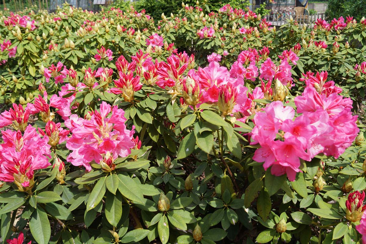 Rhododendron 'Anna Rose Whitney'