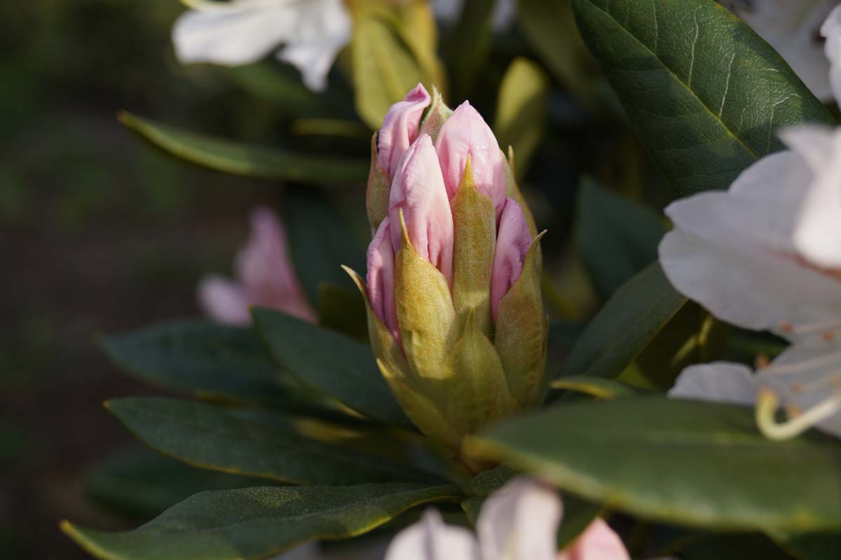 Rhododendron 'Cunningham's White' meerstammig / struik
