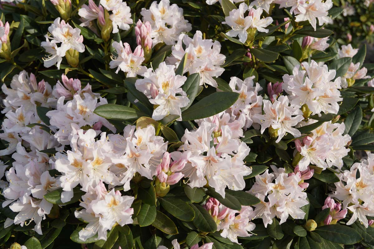 Rhododendron 'Cunningham's White' meerstammig / struik