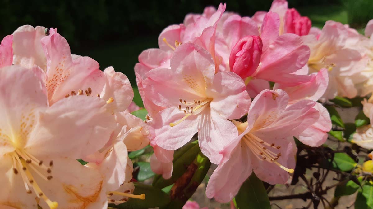 Rhododendron (Y) 'Percy Wiseman'