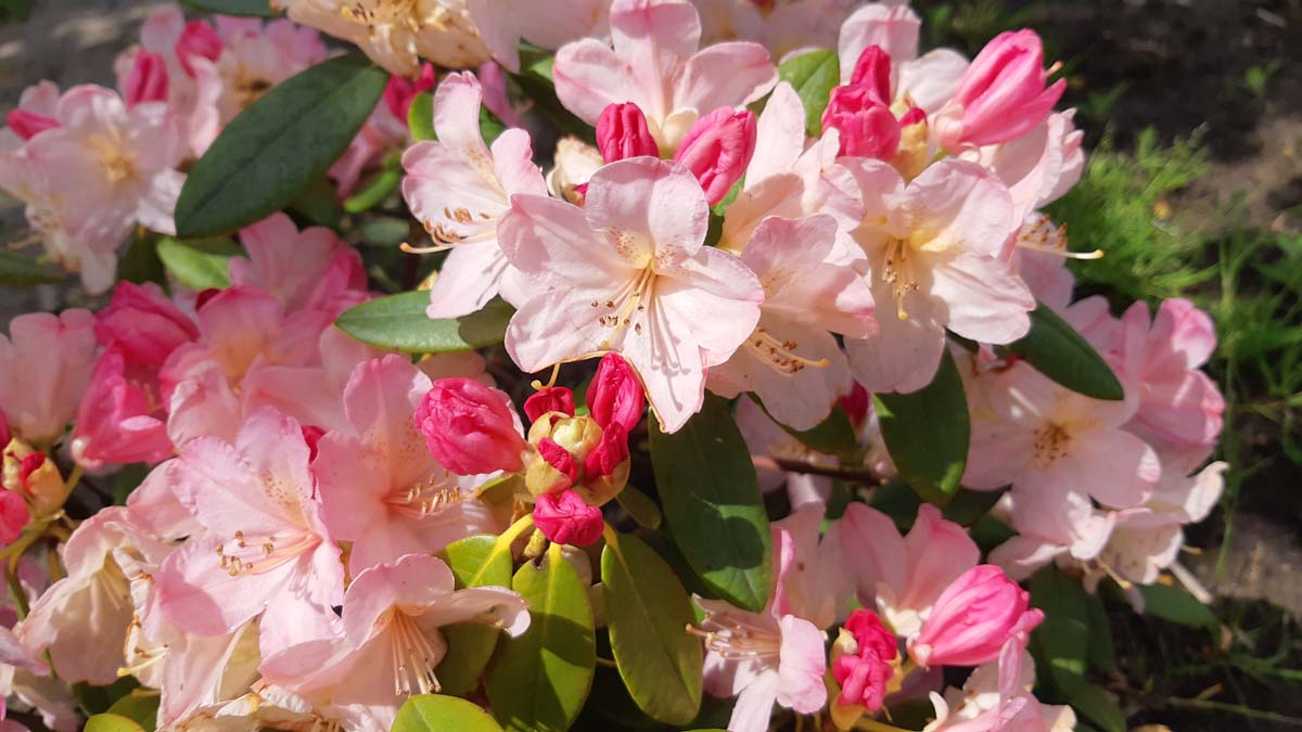 Rhododendron (Y) 'Percy Wiseman'