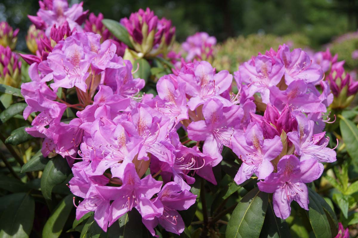 Rhododendron 'Roseum Elegans' Tuinplanten