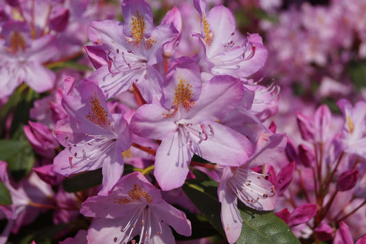 Rhododendron ponticum 'Roseum' Tuinplanten