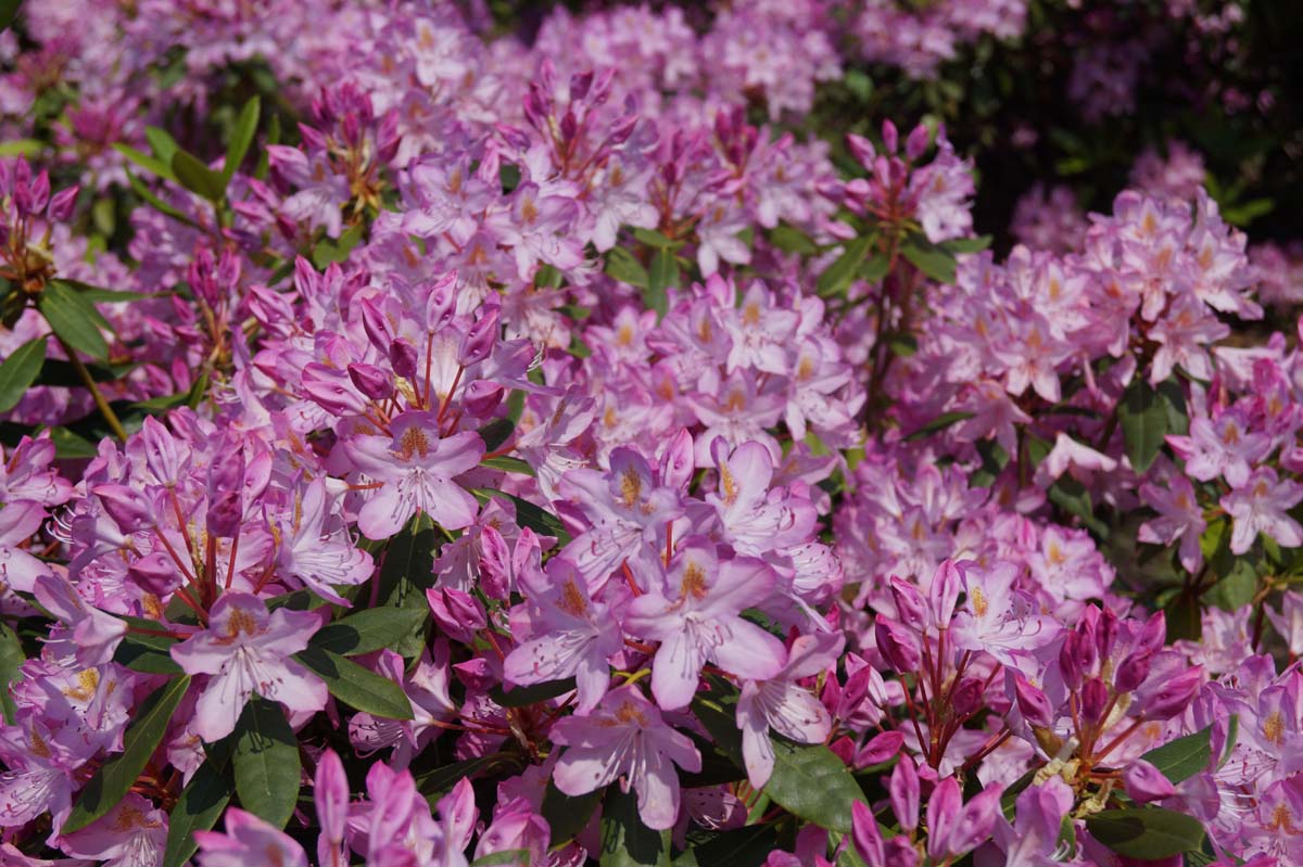 Rhododendron ponticum 'Roseum' Tuinplanten