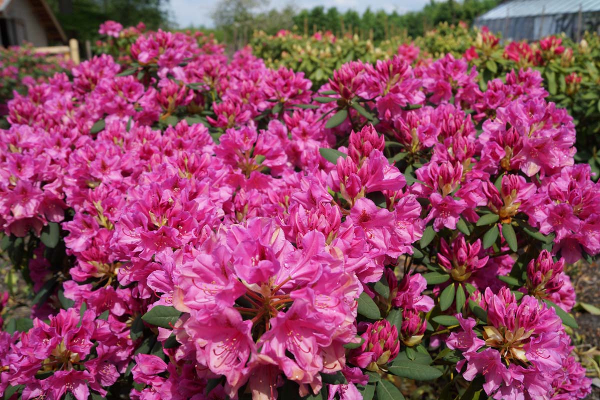 Rhododendron 'Salvini' meerstammig / struik bloesem