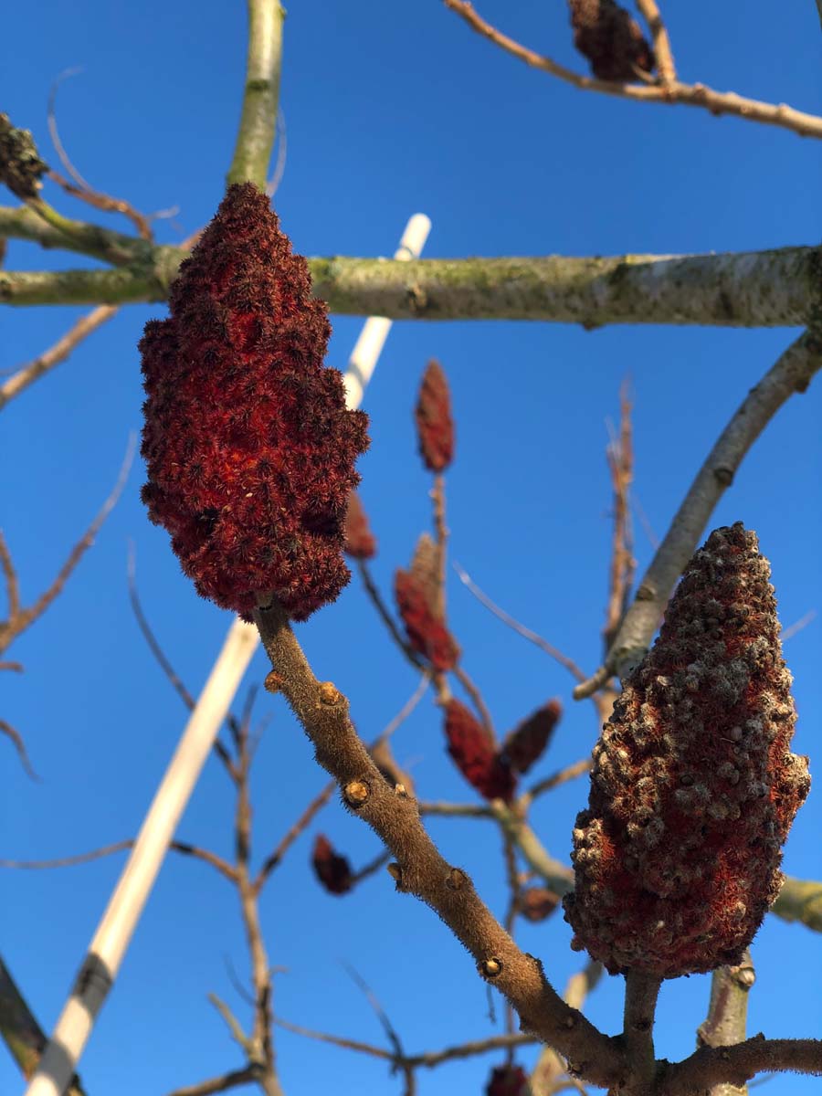 Rhus typhina 'Dissecta' solitair
