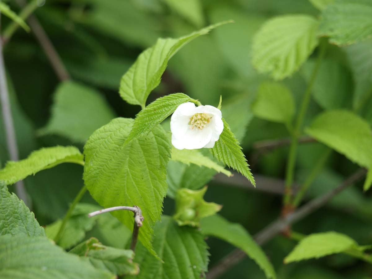 Rhodotypos scandens meerstammig / struik