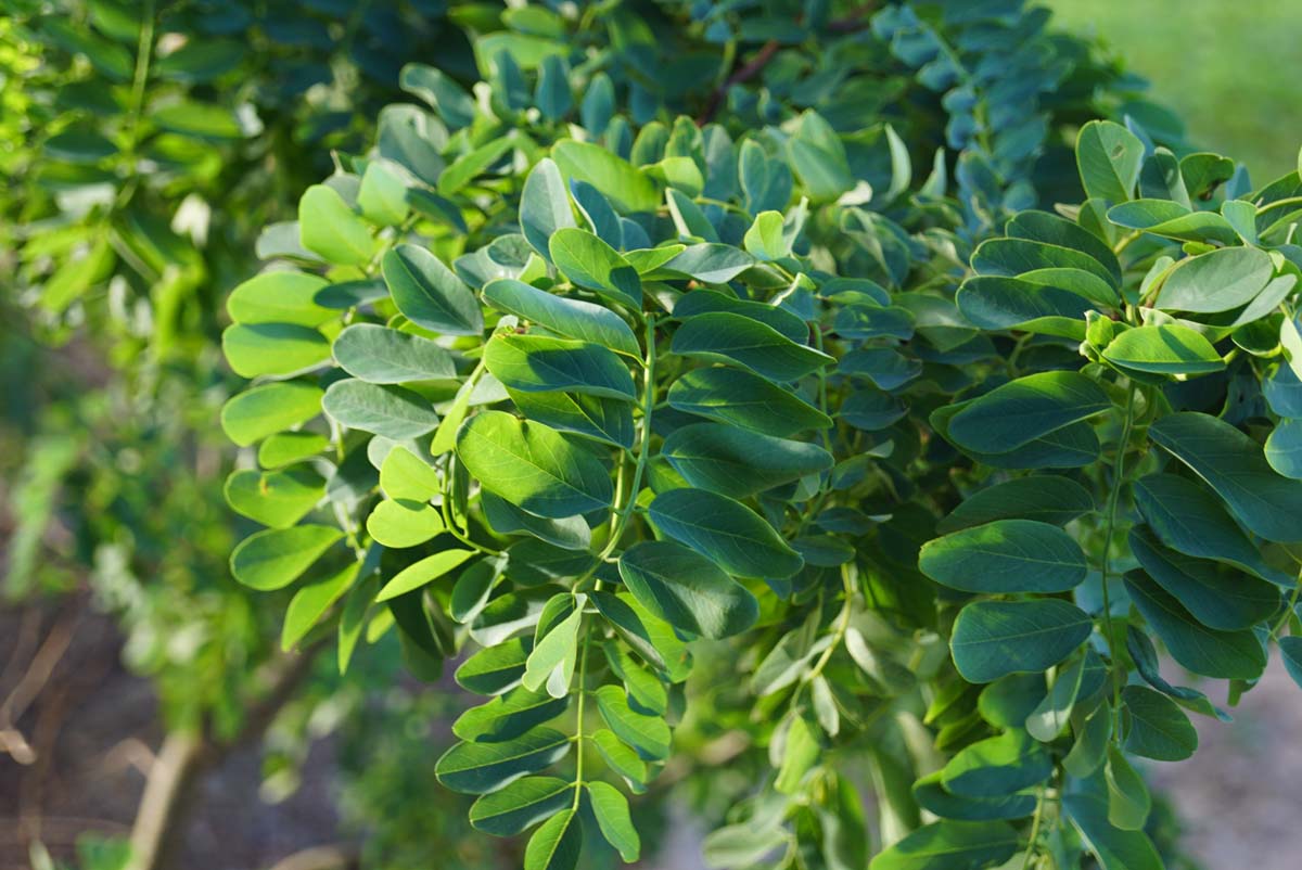 Robinia pseudoacacia 'Tortuosa' Tuinplanten blad