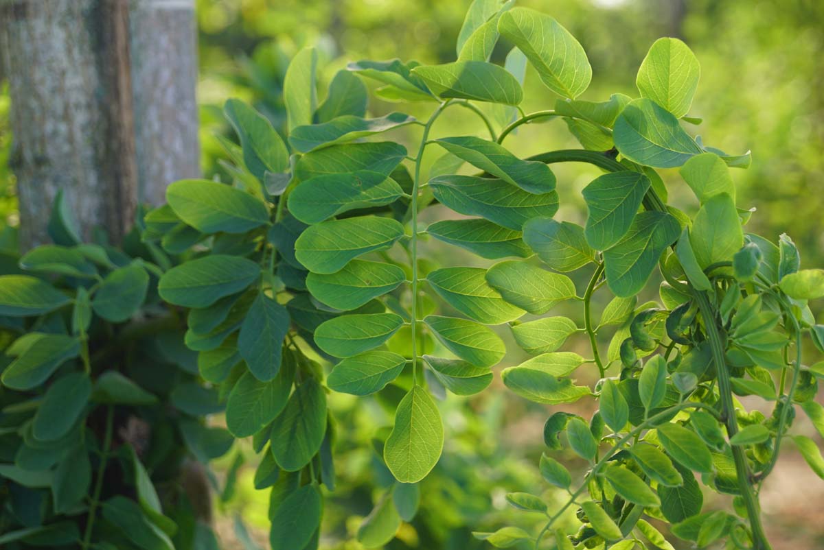 Robinia pseudoacacia 'Tortuosa' op stam blad