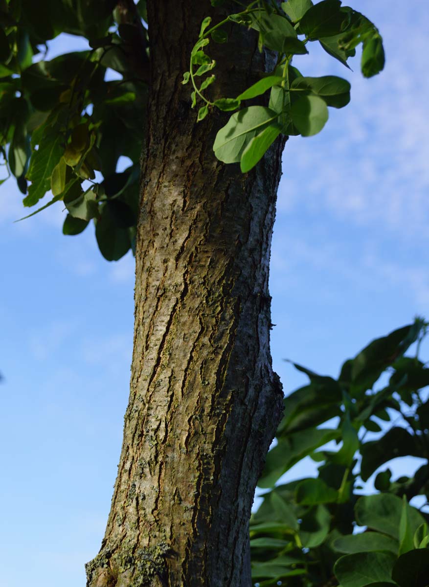 Robinia pseudoacacia 'Tortuosa' Tuinplanten bast