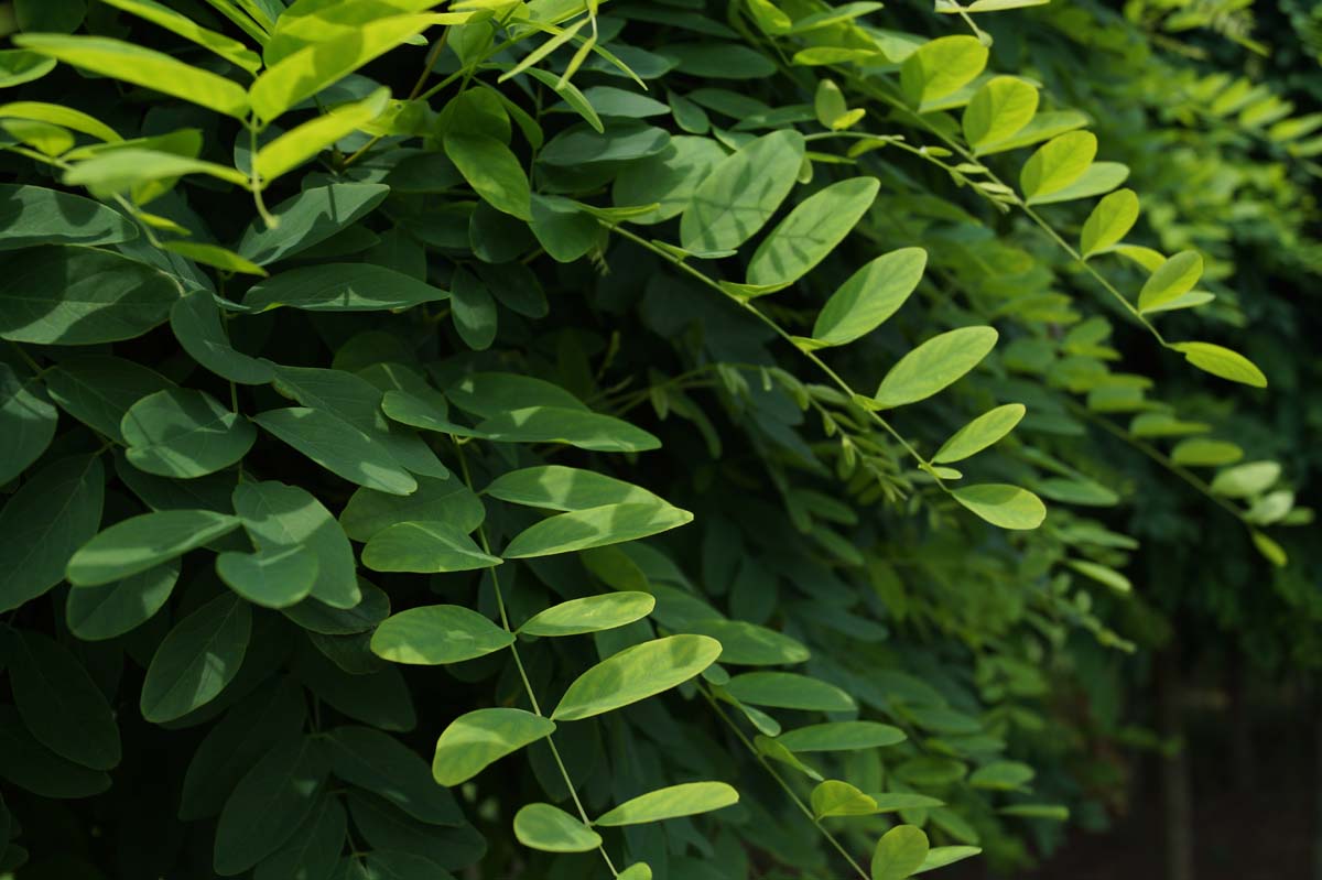 Robinia pseudoacacia 'Umbraculifera' op stam