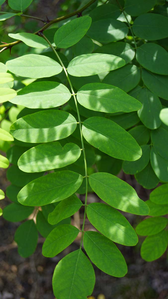 Robinia pseudoacacia 'Umbraculifera' op stam