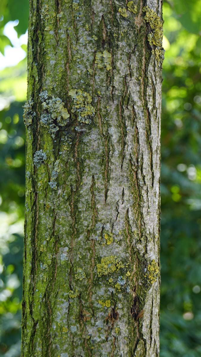 Robinia pseudoacacia 'Umbraculifera' meerstammig / struik