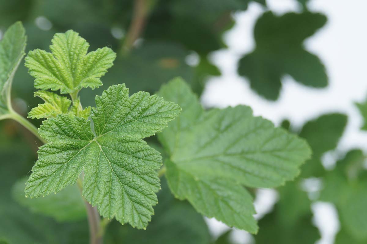 Ribes sanguineum 'King Edward VII'