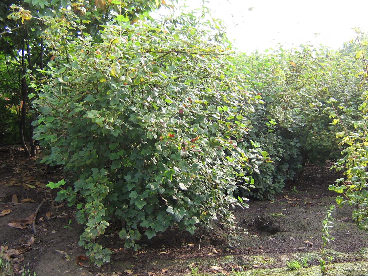 Ribes sanguineum 'King Edward VII' haagplant